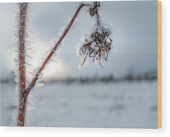 Frost Wood Print featuring the photograph Frost On A Winter Annual by Phil And Karen Rispin
