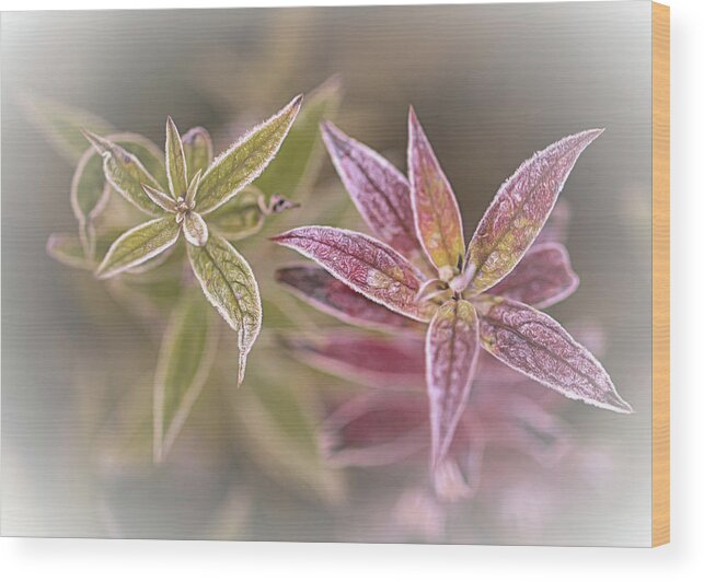 Frosted Wood Print featuring the photograph Frosted Flora by Jaki Miller