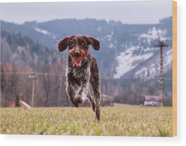 Bohemian Wire Wood Print featuring the photograph Fun face. Hound- Bohemian Wire Haired Pointing Griffon by Vaclav Sonnek