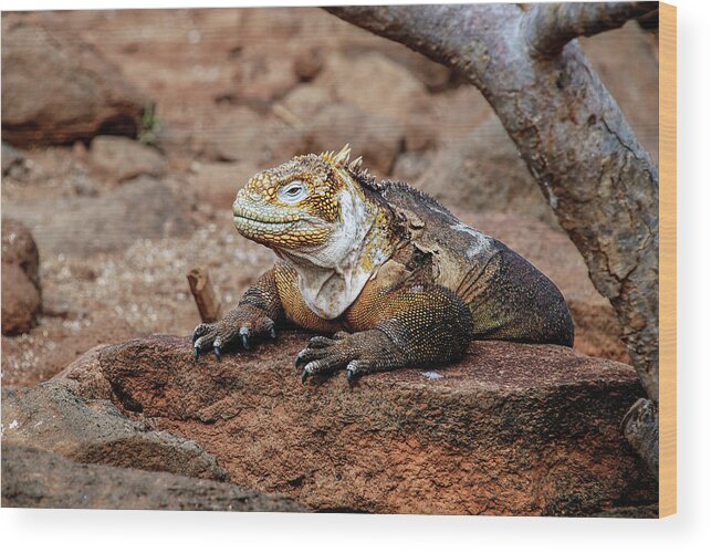 Animals In The Wild Wood Print featuring the photograph Galapagos land iguana by Henri Leduc