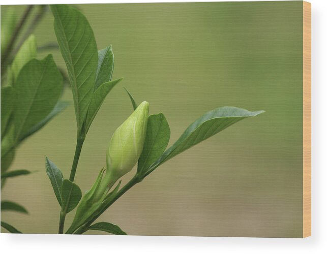 Wood Print featuring the photograph Gardenia Bud by Heather E Harman