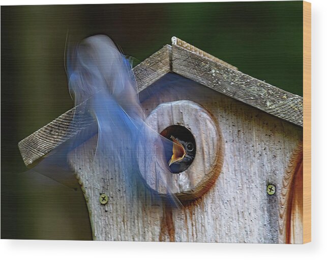 Bluebird Wood Print featuring the photograph Ghost Feeder by Gina Fitzhugh
