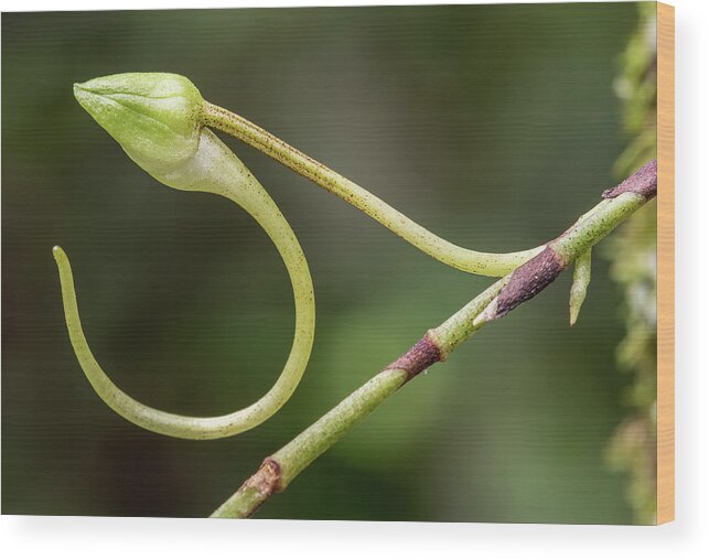 Dendrophylax Lindenii Wood Print featuring the photograph Ghost Orchid Bud by Rudy Wilms
