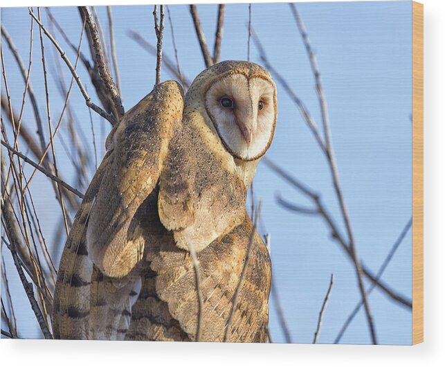 Owl Wood Print featuring the photograph Morning Barn Owl by Scott Warner