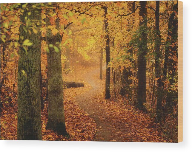 Autumn Wood Print featuring the photograph Golden Autumn Forest by Nicklas Gustafsson