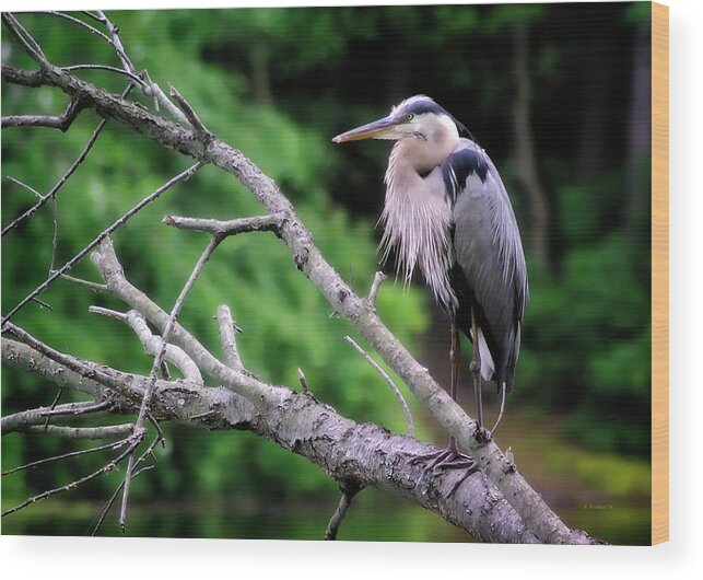 2d Wood Print featuring the photograph Great Blue Heron On Limb by Brian Wallace