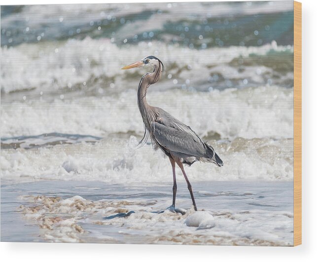 Heron Wood Print featuring the photograph Great Blue Heron Wet Look by Patti Deters