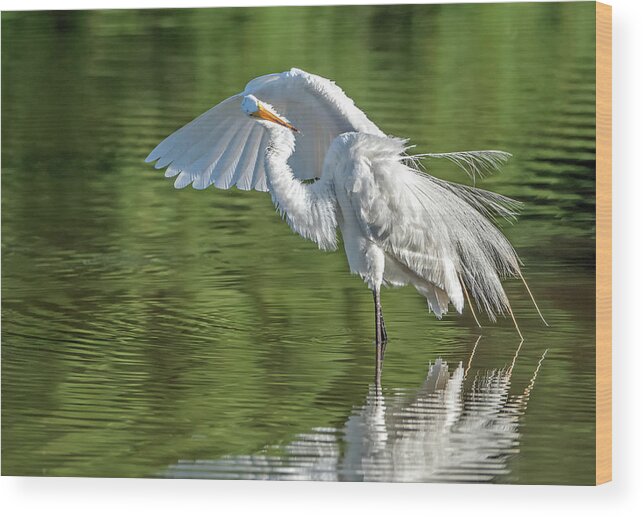 Great Egret Wood Print featuring the photograph Great Egret 5475-061820-2 by Tam Ryan