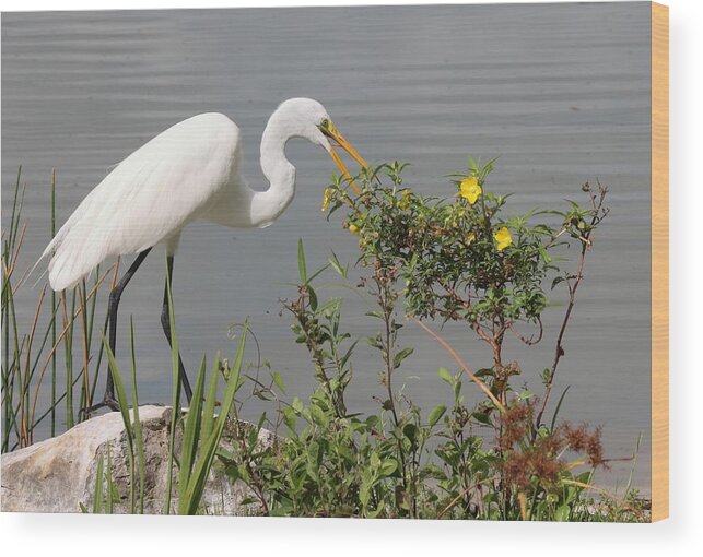 Great Egret Wood Print featuring the photograph Great Egret in Photo Session 4 by Mingming Jiang