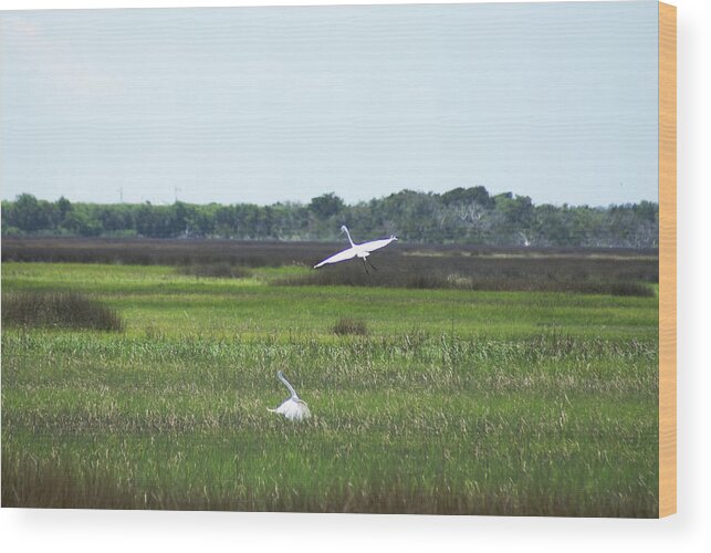  Wood Print featuring the photograph Great Egrets by Heather E Harman