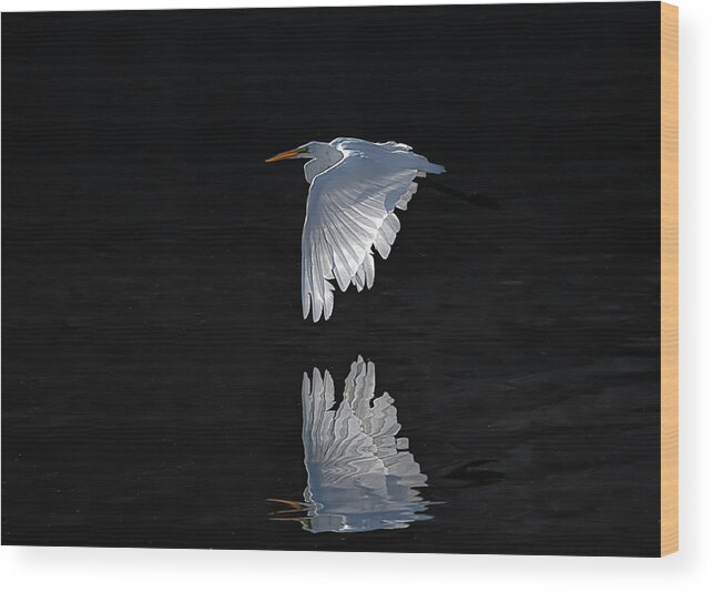 Great White Egret Wood Print featuring the photograph Great White Egret in flight by Rick Mosher