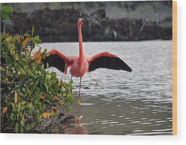 American Flamingo Wood Print featuring the photograph Greater Flamingo or American Flamingo - Galapagos by Henri Leduc