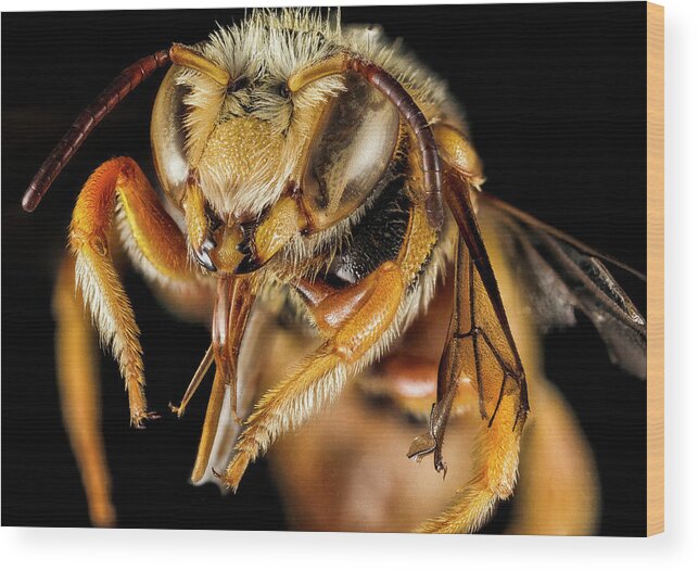 Greek Bee Wood Print featuring the photograph Greek Bee by Mango Art