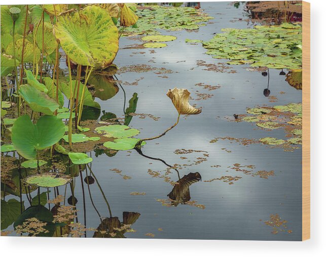 Pond Plants Wood Print featuring the photograph Green and Gold Pond Plants by Cate Franklyn