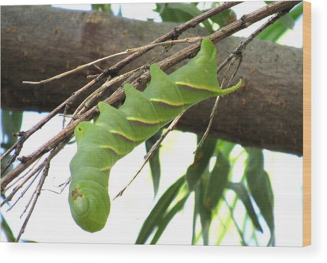 Tobacco Hornworm Wood Print featuring the photograph Green Tobacco Hornworm by Adrienne Wilson