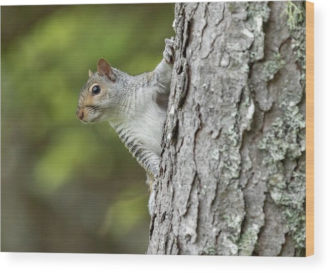 Squirrel Wood Print featuring the photograph Hang On by Holly Ross