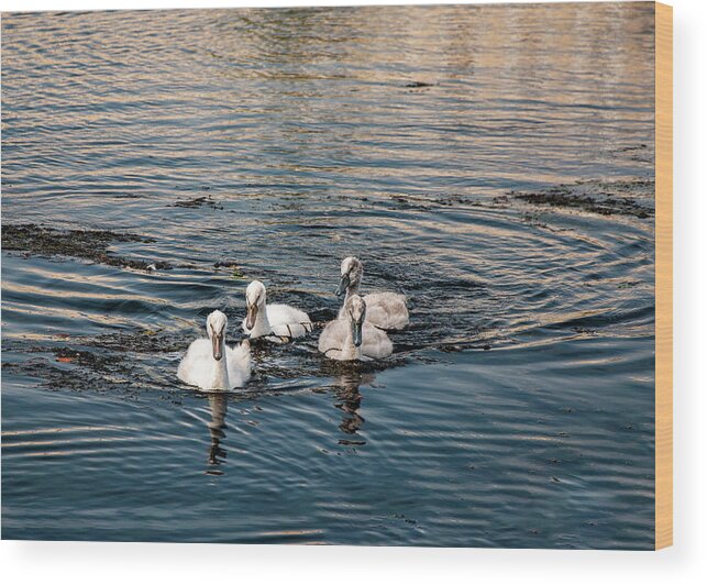 Birds Wood Print featuring the photograph Here We Come by Cathy Kovarik