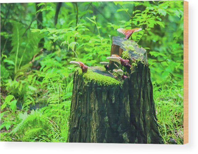 Fungus Wood Print featuring the photograph Hitching A Ride by Gordon Sarti