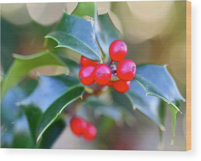 Holly Berries Wood Print featuring the photograph Holly Berries by Tracy Male