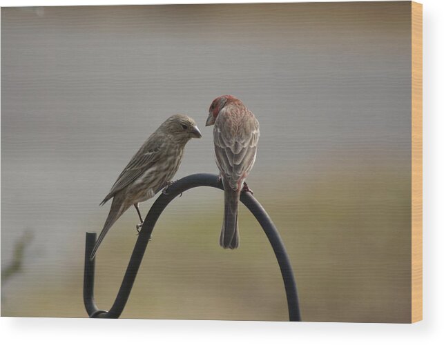  Wood Print featuring the photograph House Finch Pair by Heather E Harman