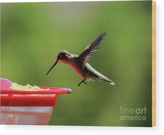 Hummingbird Wood Print featuring the photograph Hummingbird Approach by Carol Groenen