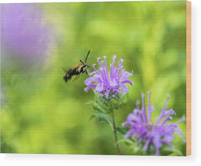 Plants Wood Print featuring the photograph Hummingbird Moth - Delaware Water Gap by Amelia Pearn