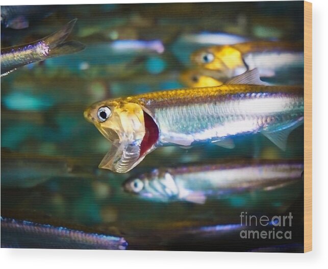 Fish Wood Print featuring the photograph Hungry Hungry Sardines by Ellen Cotton