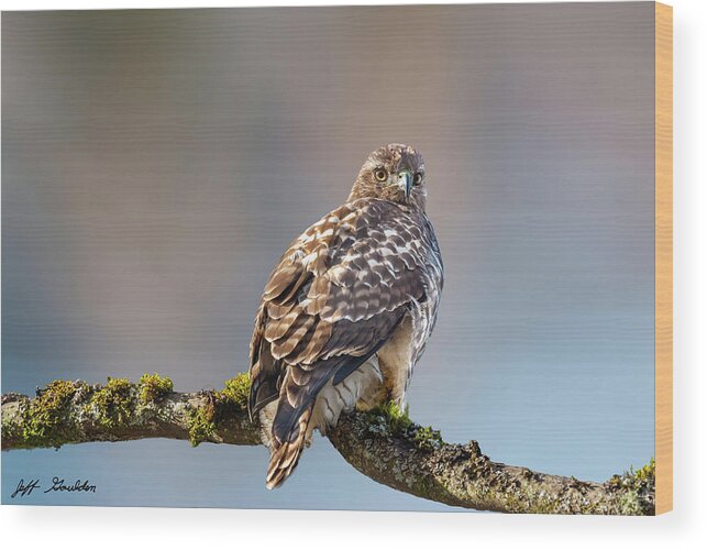 Animal Wood Print featuring the photograph Immature Red Tailed Hawk in a Tree by Jeff Goulden