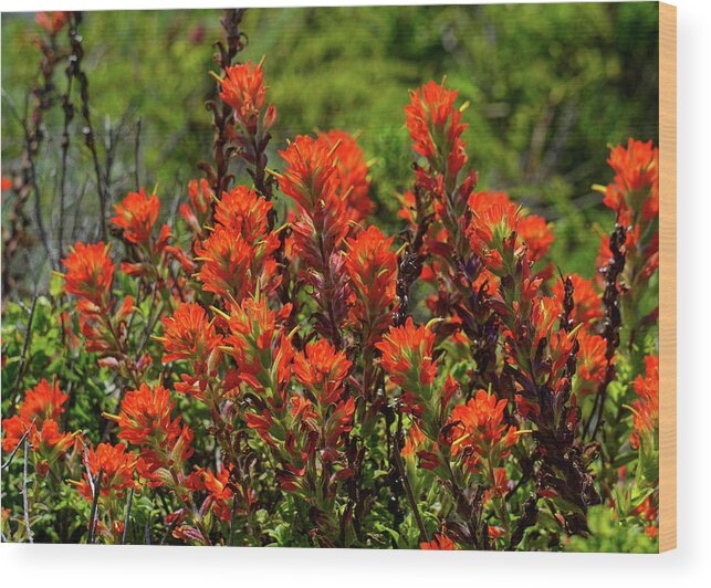 Indian Paintbrush Wood Print featuring the photograph Indian Paintbrush Big Sur by Brett Harvey