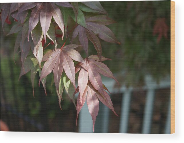  Wood Print featuring the photograph Japanese Maple by Heather E Harman