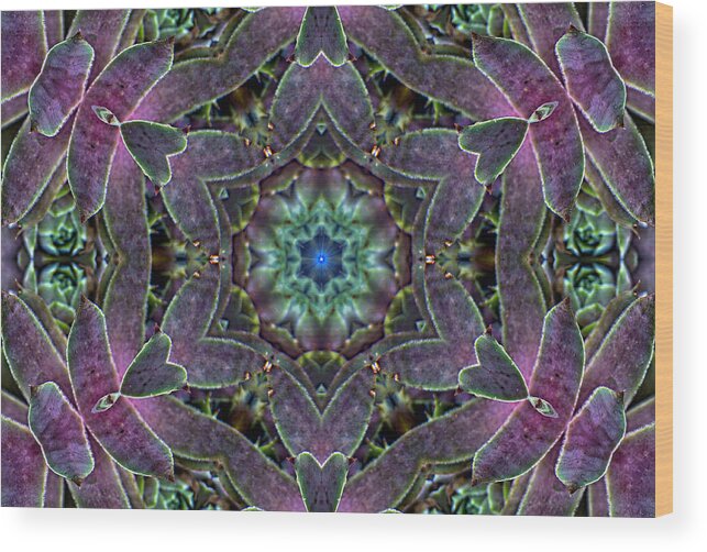 Hen And Chicks Wood Print featuring the photograph Kaleidoscope of Love by Allen Nice-Webb