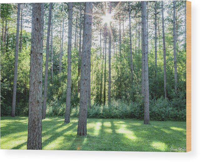 Kettle Moraine Trees Wood Print featuring the photograph Kettle Moraine Trees by GLENN Mohs