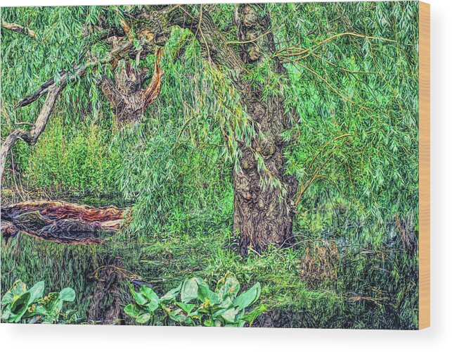 Marsh Wood Print featuring the photograph Knarly Tree in Swamp by Cordia Murphy