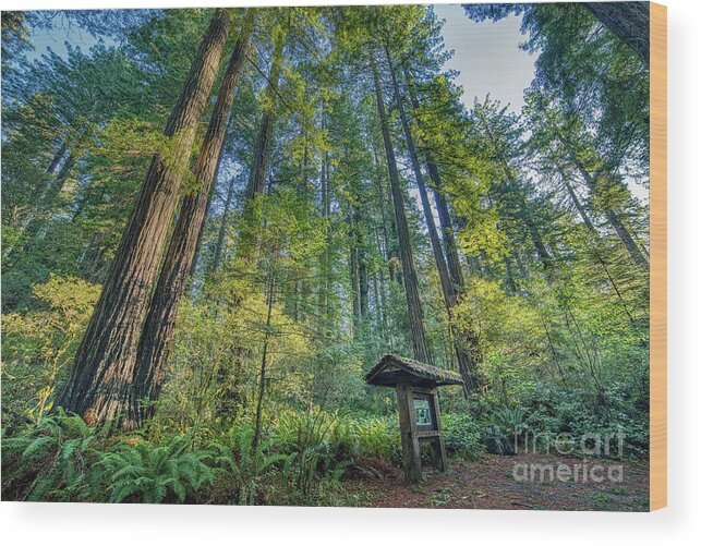 Lady Bird Johnson Grove Nature Trail Redwood Forest Wood Print featuring the photograph Lady Bird Johnson Grove Nature Trail Redwood Forest by Dustin K Ryan