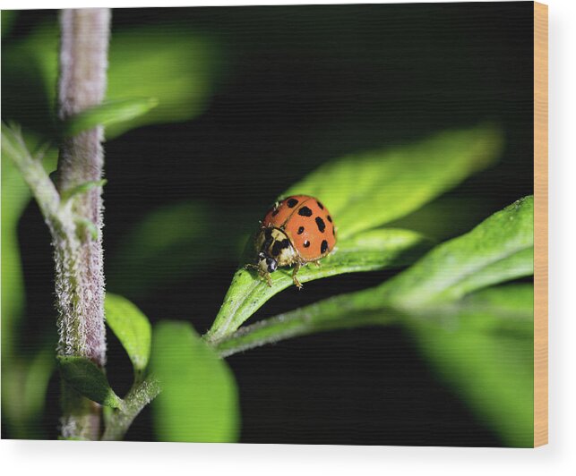 Animals Wood Print featuring the photograph Ladybug - Nature Photography by Amelia Pearn