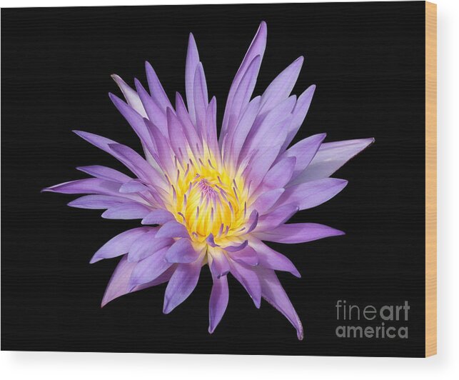 Water Lily Wood Print featuring the photograph Lavender Water Lily by Carol Groenen