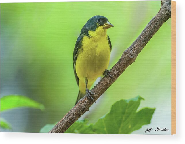 Adult Wood Print featuring the photograph Lesser Goldfinch Perched on a Branch by Jeff Goulden