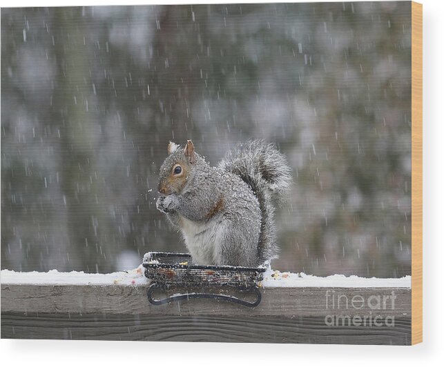 Squirrels Wood Print featuring the photograph Let It Snow by Geoff Crego