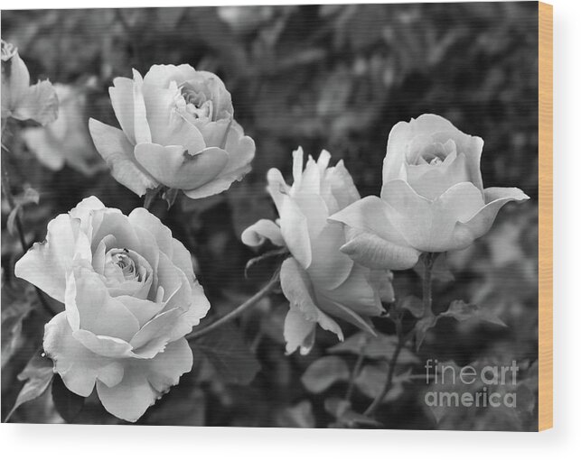 Nature Wood Print featuring the photograph Let me take you to Fields of Roses 002 BNW by Leonida Arte