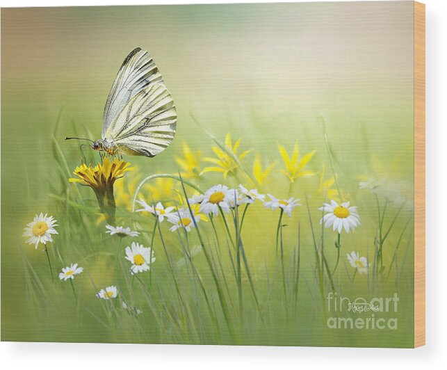 White Butterfly Wood Print featuring the mixed media Light Wings by Morag Bates