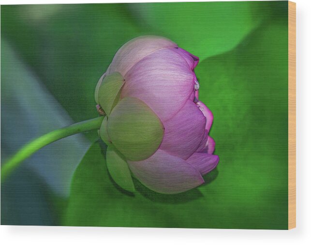 Lotus Flower Wood Print featuring the photograph Lighting Lotus by Kevin Lane