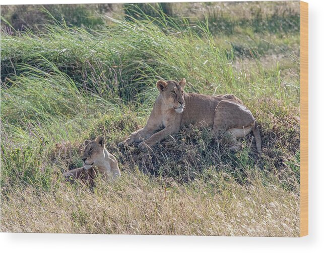 Wood Print featuring the photograph Lion Love in the Serengeti by Marcy Wielfaert