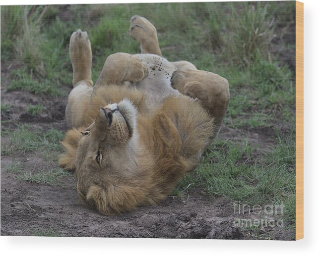 Lion Wood Print featuring the photograph Lion rolls over in Masai Mara, Kenya by Nirav Shah