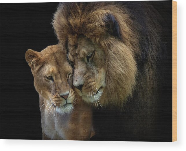 Lions Wood Print featuring the photograph Lion romance by Gareth Parkes