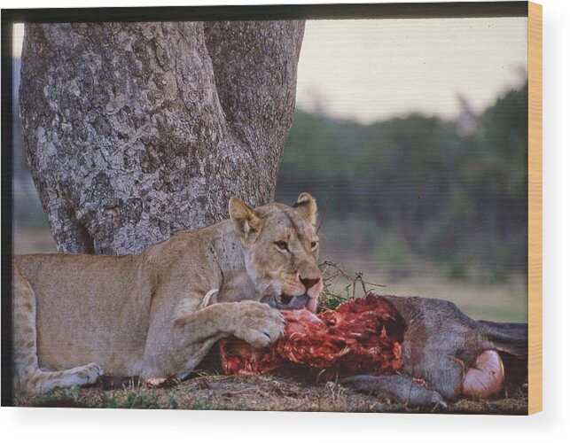 Africa Wood Print featuring the photograph Lioness Eating Water Buffalo by Russel Considine