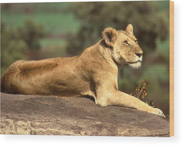 Africa Wood Print featuring the photograph Lioness Lying on Rock by Russel Considine