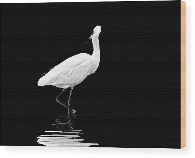 Bird Photography Wood Print featuring the photograph Little Egret Dance in BW by Perla Copernik