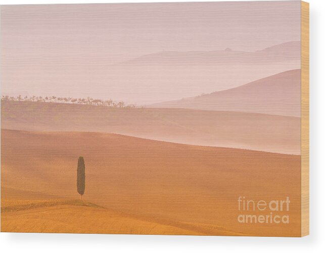 One Tree Wood Print featuring the photograph Lone cypress tree on Misty morning, Val d'orcia, Tuscany, Italy by Neale And Judith Clark