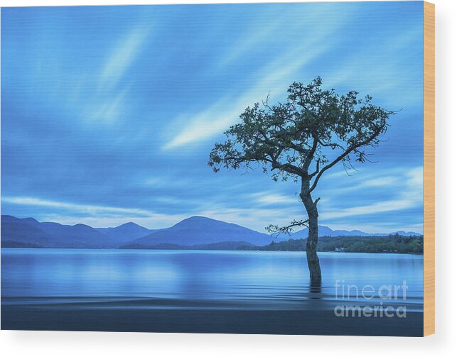 Milarrochy Bay Wood Print featuring the photograph Lone tree Milarrochy Bay by Janet Burdon