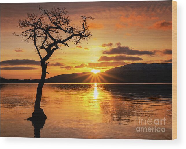 Loch Lomond Wood Print featuring the photograph Lone tree sunset starburst at Milarrochy Bay, Loch Lomond, Scotland by Neale And Judith Clark